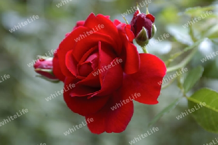 rote Rose