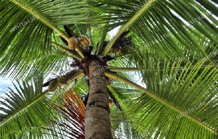 Beautiful palm trees at the beach on the tropical paradise islands Seychelles