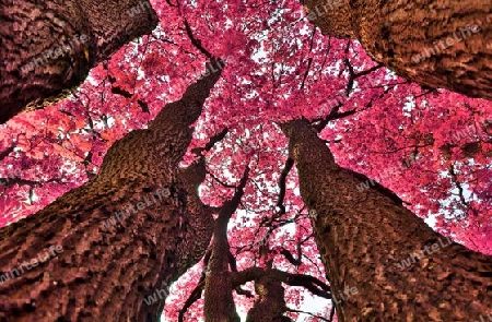 Beautiful pink and purple infrared panorama of a countryside landscape with a blue sky.