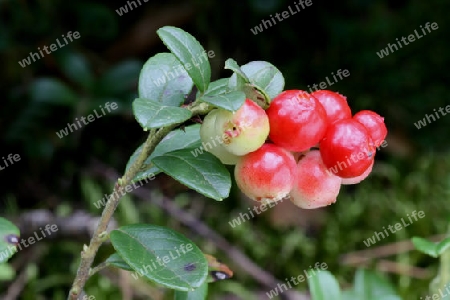 Preiselbeeren