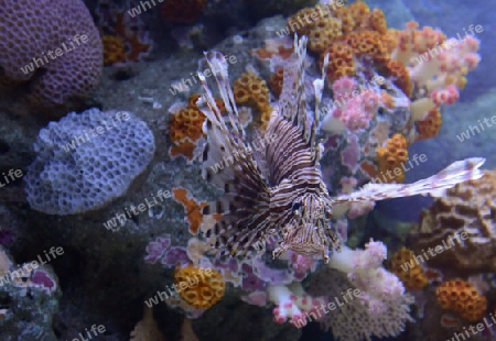 Das Siam Ocean World Aquarium in der Hauptstadt Bangkok von Thailand in Suedostasien.