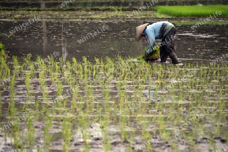 Die Reisfelder von Tegalalang noerdlich von Ubud in Zentral Bali auf der Insel Bali in Indonesien..