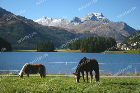 Pferde am Champfersee