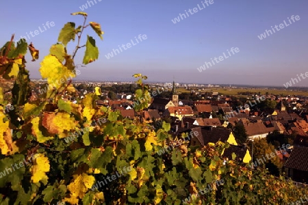 the olt town of the village of Riquewihr in the province of Alsace in France in Europe