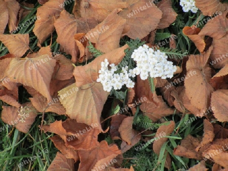 Herbstfreuden