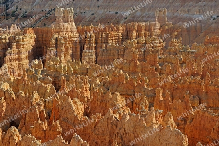 Felsformationen und Hoodoos im Bryce Canyon bei Sonnenuntergang, Sunset Point, Utah, Suedwesten , USA