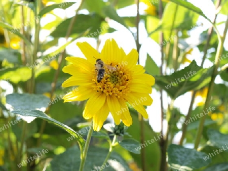 Ringelblume gelb mit Wespe