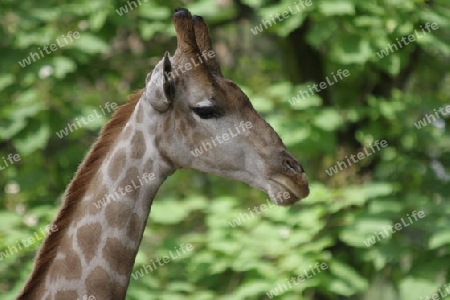 Geraffe - Giraffa camelopardalis