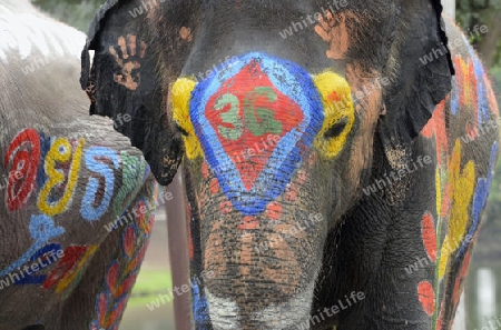 Das Songkran Fest oder Wasserfest zum Thailaendischen Neujahr ist im vollem Gange in Ayutthaya noerdlich von Bangkok in Thailand in Suedostasien.  