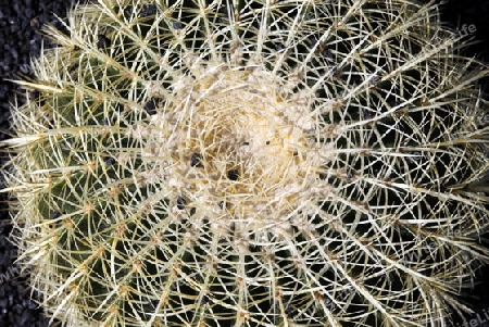 The Cactus Garden in the village of Guatiza on the Island of Lanzarote on the Canary Islands of Spain in the Atlantic Ocean. on the Island of Lanzarote on the Canary Islands of Spain in the Atlantic Ocean.
