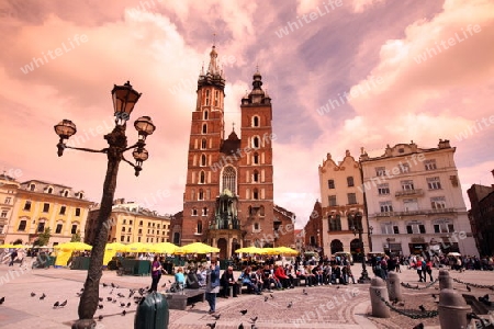 Der Rynek Glowny Platz mit der Marienkirche in der Altstadt von Krakau im sueden von Polen