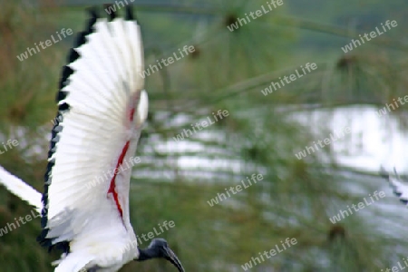 Sacred Ibis, Threskiornis Aethiopica