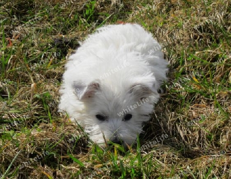 Westie - Welpe