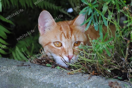 Kater auf der Jagdt