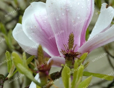 Magnolienbl?te mit Regentropfen 1