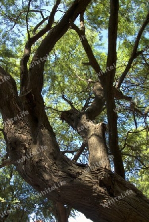 in the tree