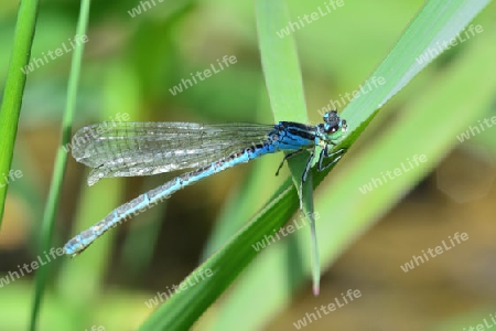 Becher Azurjunfer (Enallagma cyathigerum)