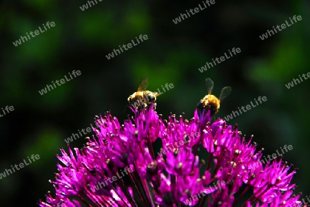 Bienen auf Zierlauch