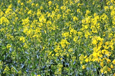 Yellow field of flowering rape and tree against a blue sky with clouds, natural landscape background with copy space, Germany Europe.