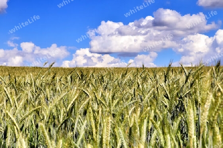 Summer view on agricultural crop and wheat fields ready for harvesting.