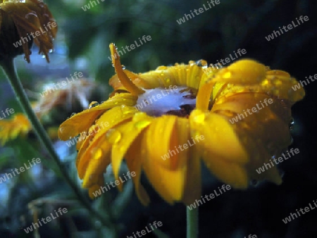 Blumen im Regen