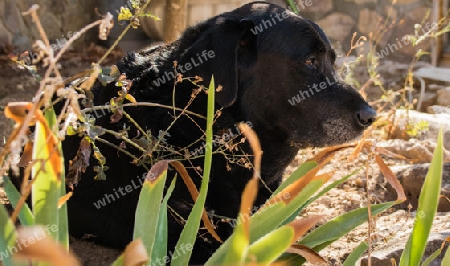 Hund / Labrador