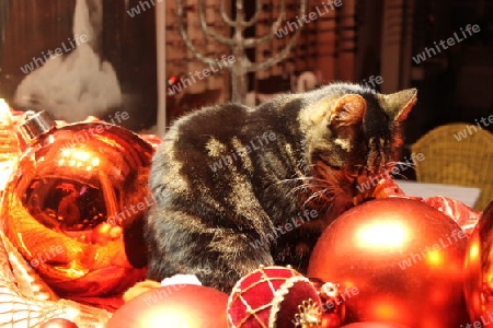 Katze in Weihnachststimmung