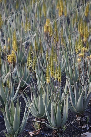 a Aloe Vera cactus Plantation the Island of Lanzarote on the Canary Islands of Spain in the Atlantic Ocean. on the Island of Lanzarote on the Canary Islands of Spain in the Atlantic Ocean.
