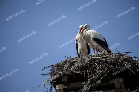 Storch