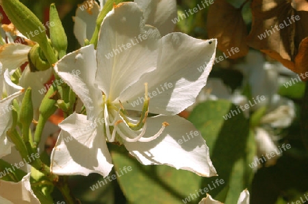 Hedychie - Hedychium coronarium