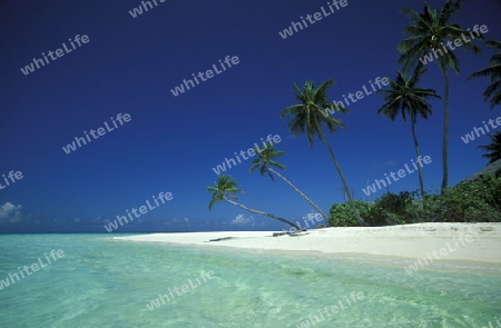 
Der Traumstrand mit Palmen und weissem Sand an der Insel Velavaru im Southmale Atoll auf den Inseln der Malediven im Indischen Ozean.   