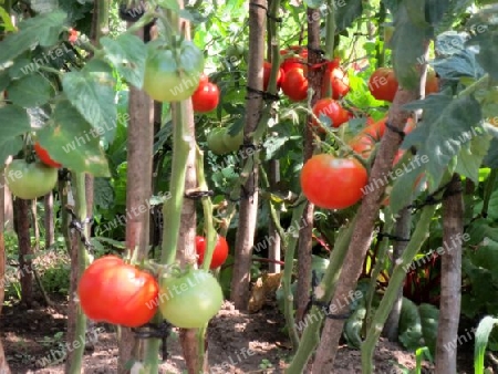 Pomodori