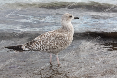 M?we Meer See Wasservogel