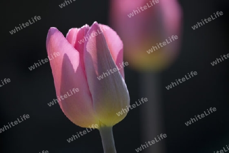 Tulpen