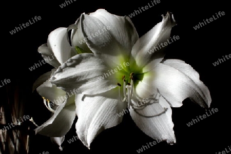 Amaryllis