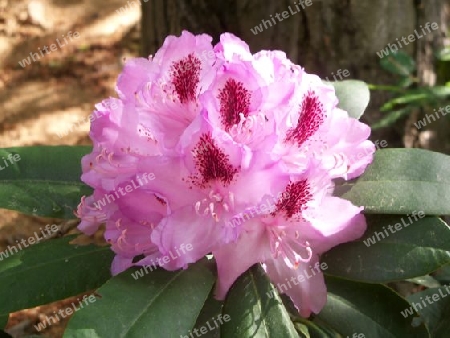 Rhododendron