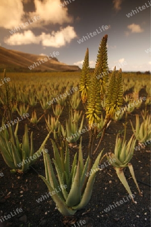 a Aloe Vera cactus Plantation the Island of Lanzarote on the Canary Islands of Spain in the Atlantic Ocean. on the Island of Lanzarote on the Canary Islands of Spain in the Atlantic Ocean.
