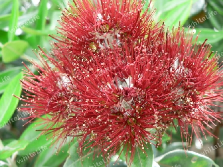 Pohutukawa flower