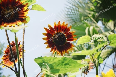 Rote Sonnenblume