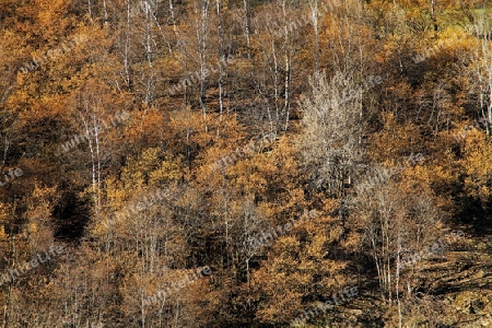 Laubwald zwei