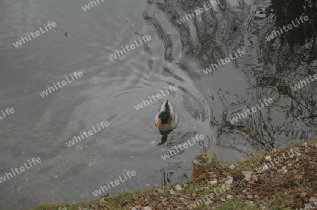 Enten am Teich