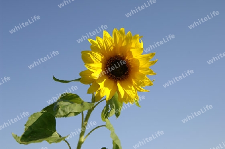 Sonnenblume