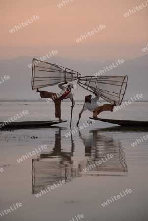 Fishermen at sunrise in the Landscape on the Inle Lake in the Shan State in the east of Myanmar in Southeastasia.