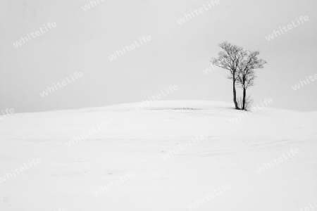 Baum im Winter