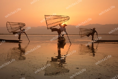 Fishermen at sunrise in the Landscape on the Inle Lake in the Shan State in the east of Myanmar in Southeastasia.