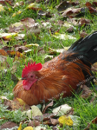 Hahn auf Herbstwiese