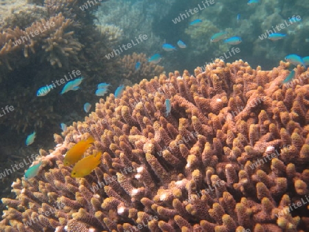 Great Barrier Reef