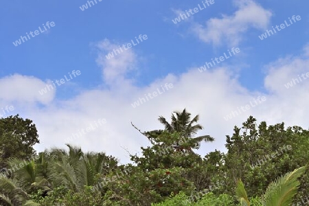 Beautiful palm trees at the beach on the tropical paradise islands Seychelles