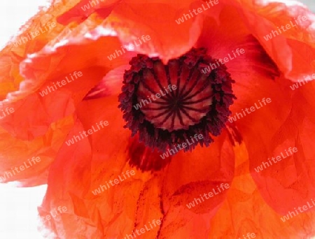 mohn