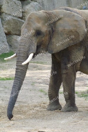 Elefant